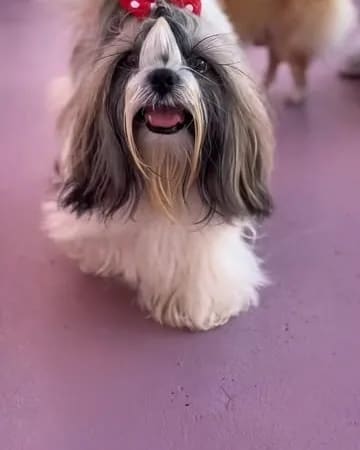 Shih-tzu de pelo escovado parado no pátio rosa, olhando para a câmera