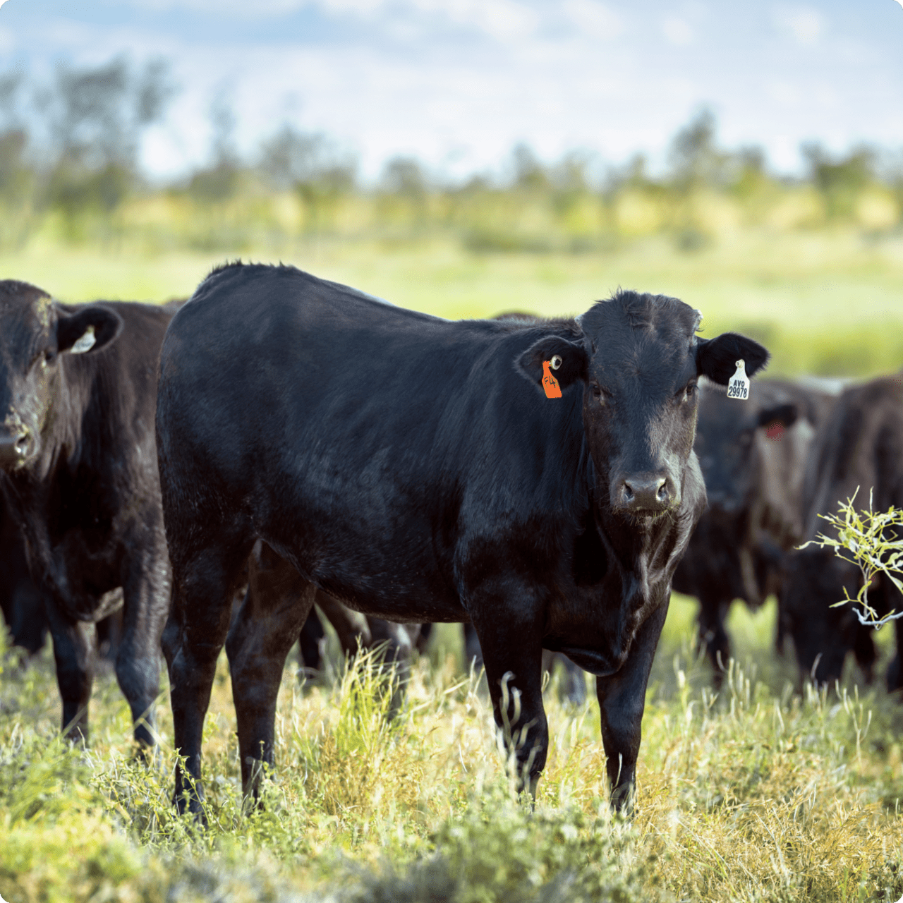 The cattle's health