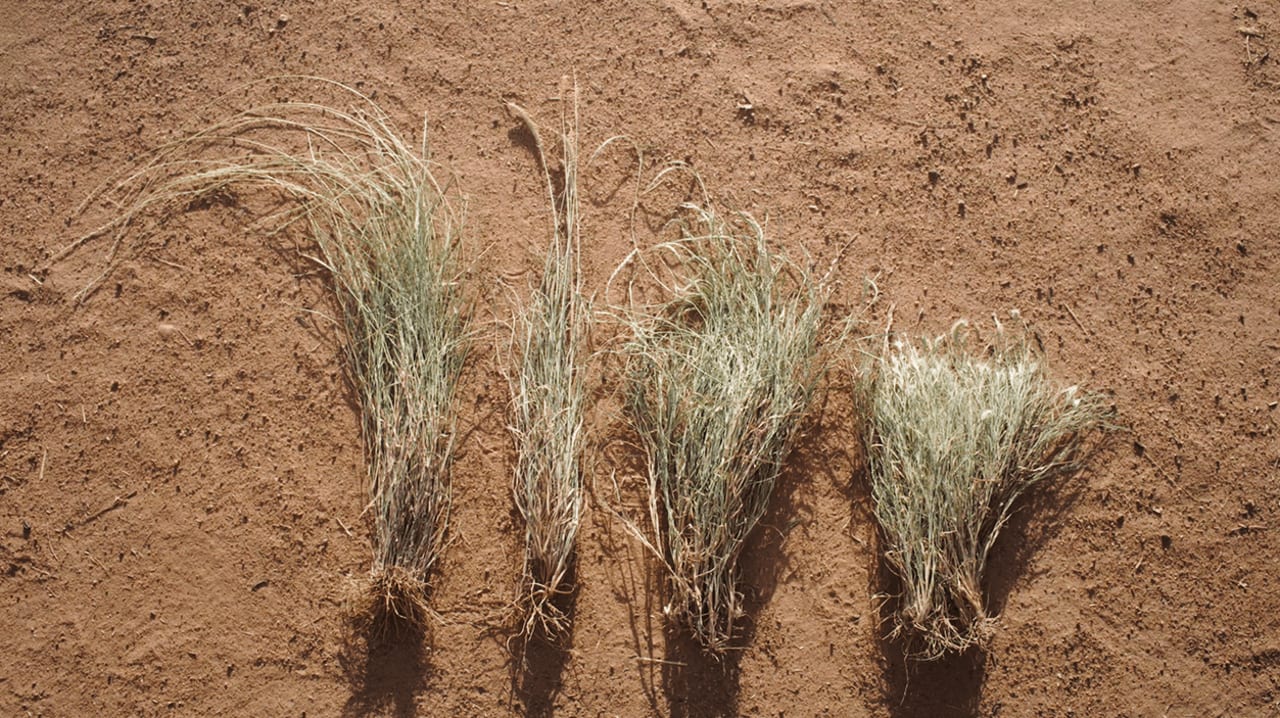 Grazing to Grow, Grazing for Flavour 