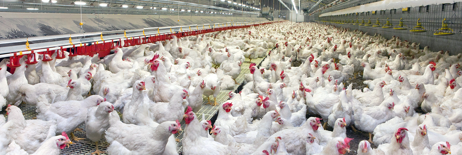 Animal_Science_Chickens