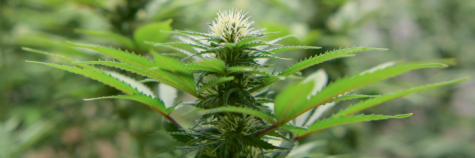 Grow_House_1