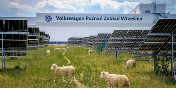 Volkswagen, 100 ovejas para mantener su parque solar en Polonia
