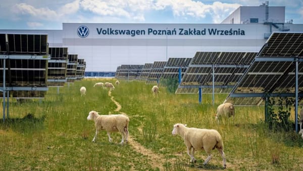 Volkswagen, ovejas en su fábrica de Polonia para un césped más ecológico