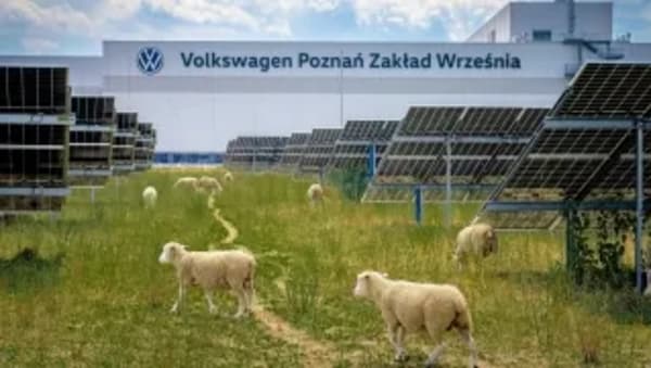 Volkswagen Poznań, 100 ovejas y 31.000 placas solares para un mantenimiento ecológico