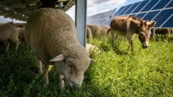 Planta solar de Becker, 2.000 ovejas y un burro para el mantenimiento de paneles