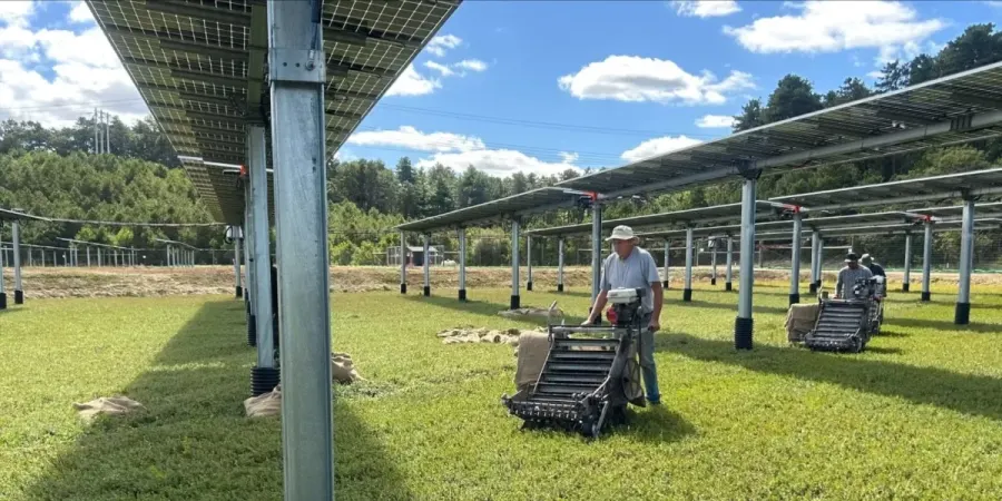 Los paneles solares devuelven la vida a campos de arándanos abandonados