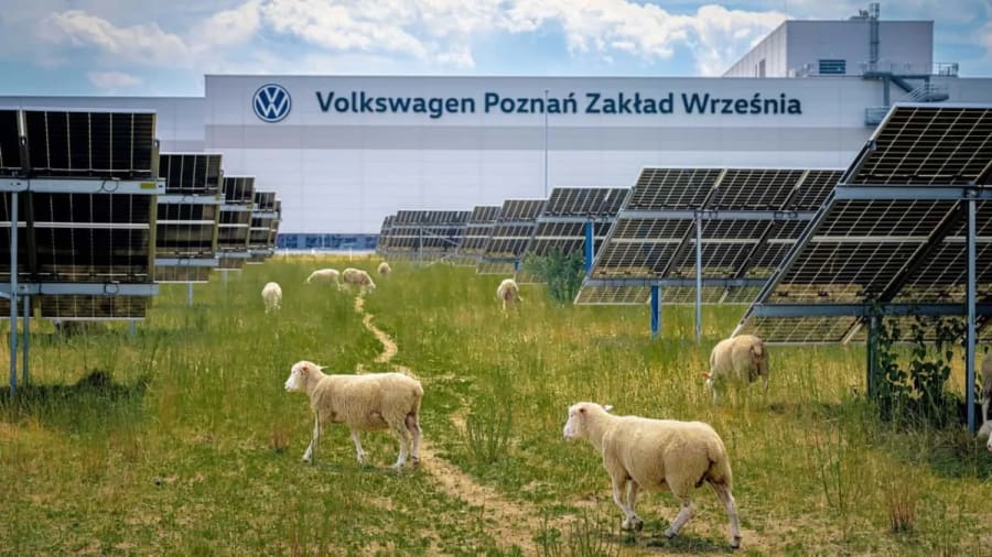 ¿Crees que tu cortacésped eléctrico es ecológico? Volkswagen acaba de reemplazar sus cortacéspedes con ovejas
