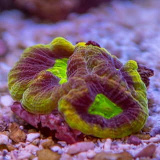 A small piece of my old Dragon Soul Goniastrea from Cultivated Reef.