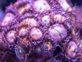 These WWC Hallie Berry zoas were among the first residents of this tank and they’ve really taken off.