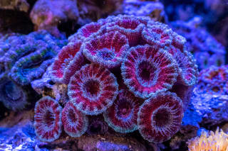 This Micromussa lord is predominantly a rusty orange red with a steel blue rim and it’s mounths are hot pink. This particular colony has massive polyp extension. It’s like nothing ive seen in other colonies.