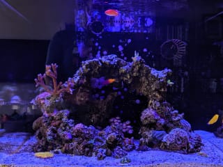 Nano Mixed Reef :: Aaron Gustafson