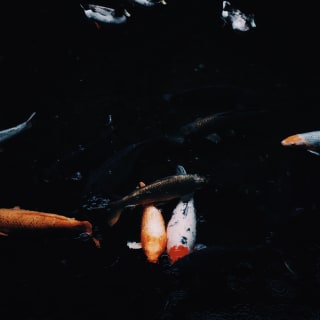 Koi near Takachiho Gorge