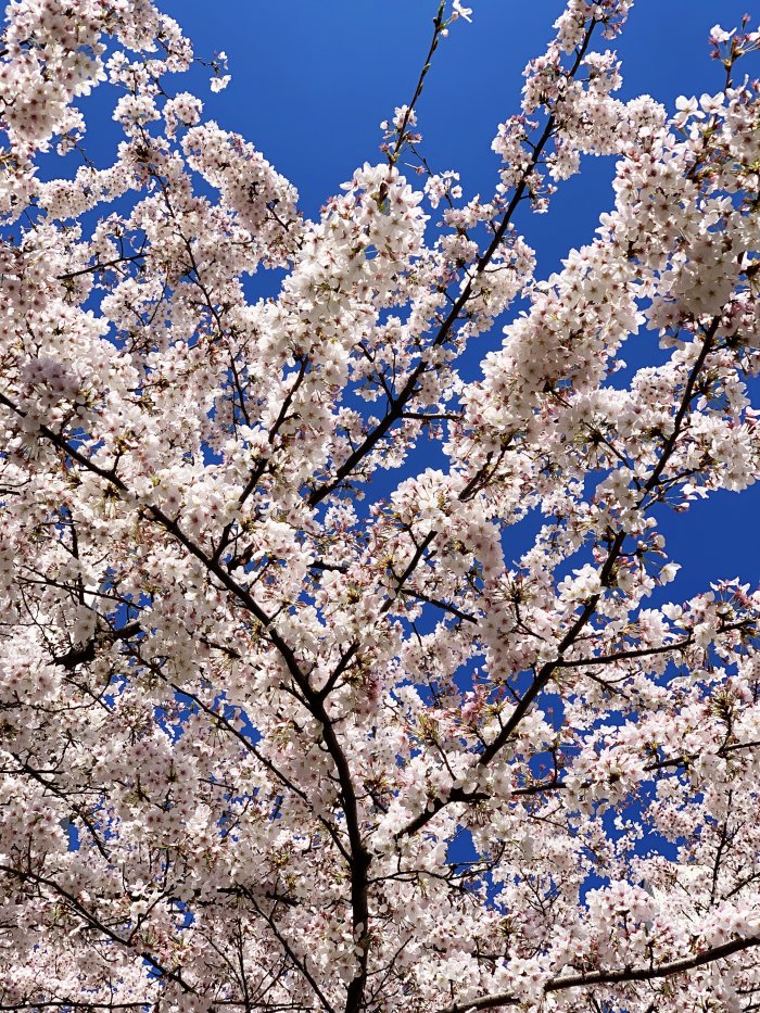 Sakura