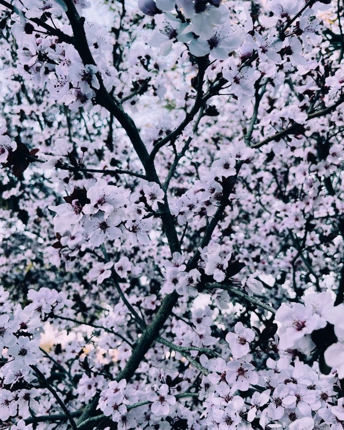 Cherry Blossom