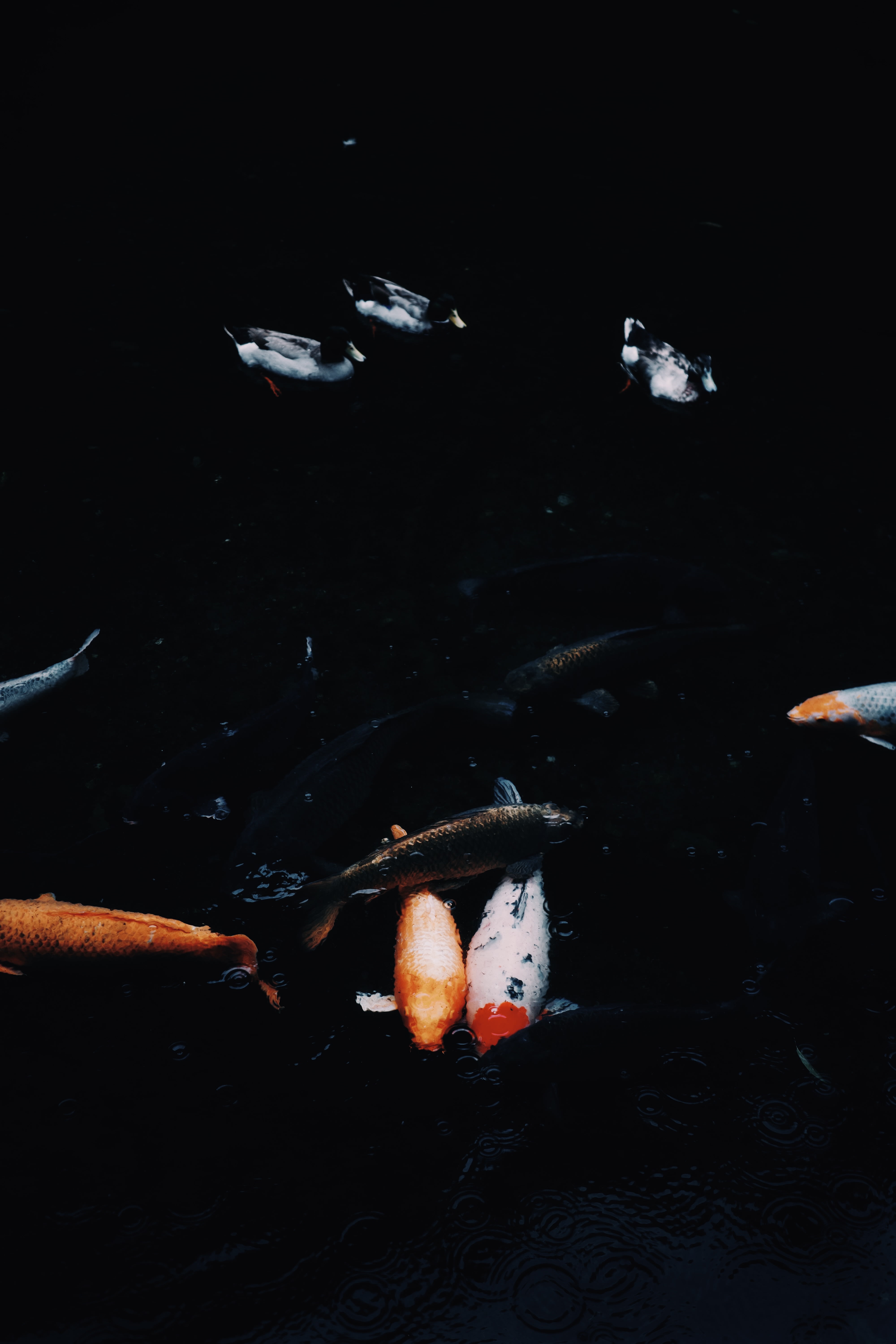 Koi near Takachiho Gorge