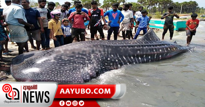 මුලතිවු වෙරළට ආ අමුත්තා
