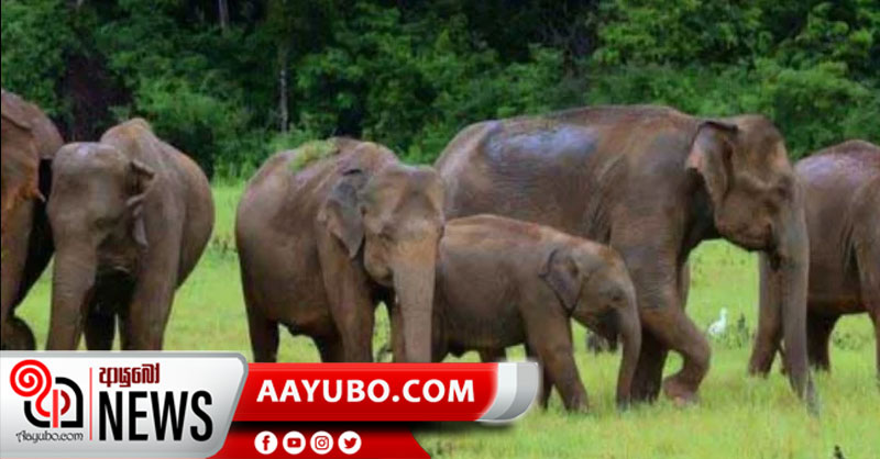 වන අලි සමීක්ෂණය කල් යයි