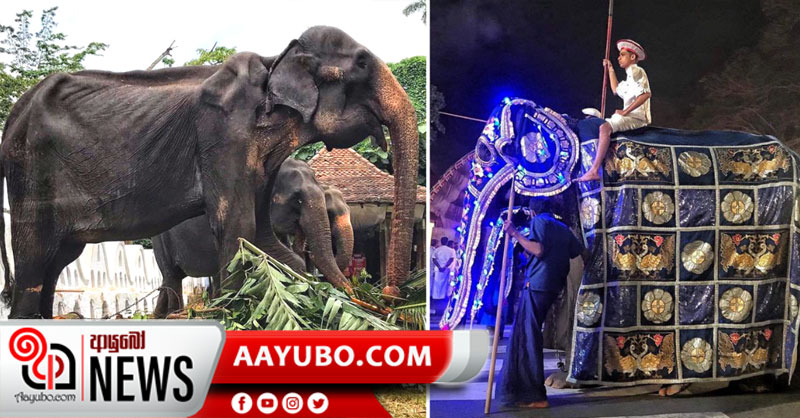 යළි ටිකිරිව දකින්නට ලැබෙන්නෑ