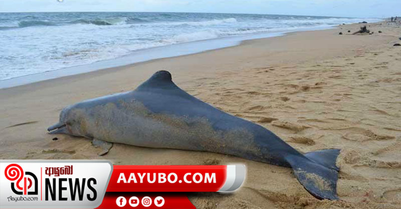ඩොල්ෆින් සිරුරු මුන්දලම වෙරළට