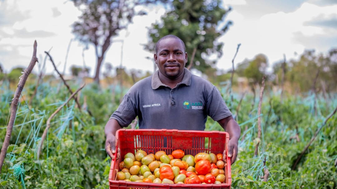 Tomato