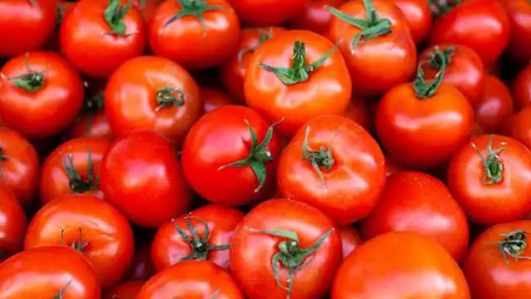 Tomato