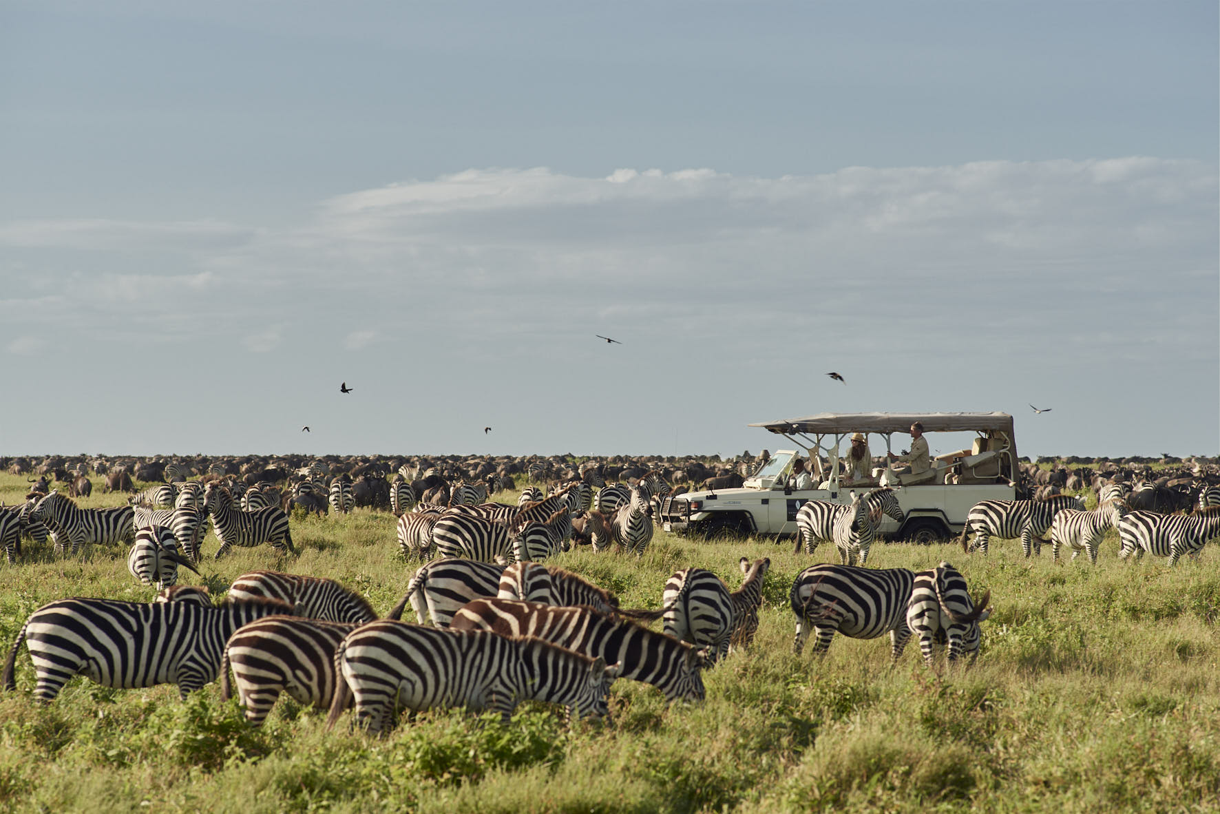 Zebra Herd Swala Safari Tanzania