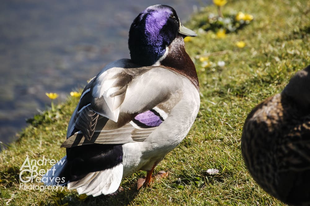 A purple headed mallard duck