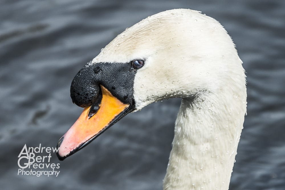 Close up of a mute swan's head