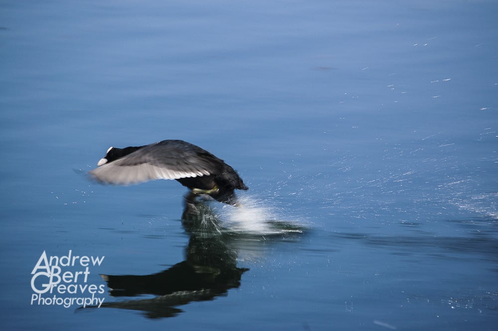A coot landing on water