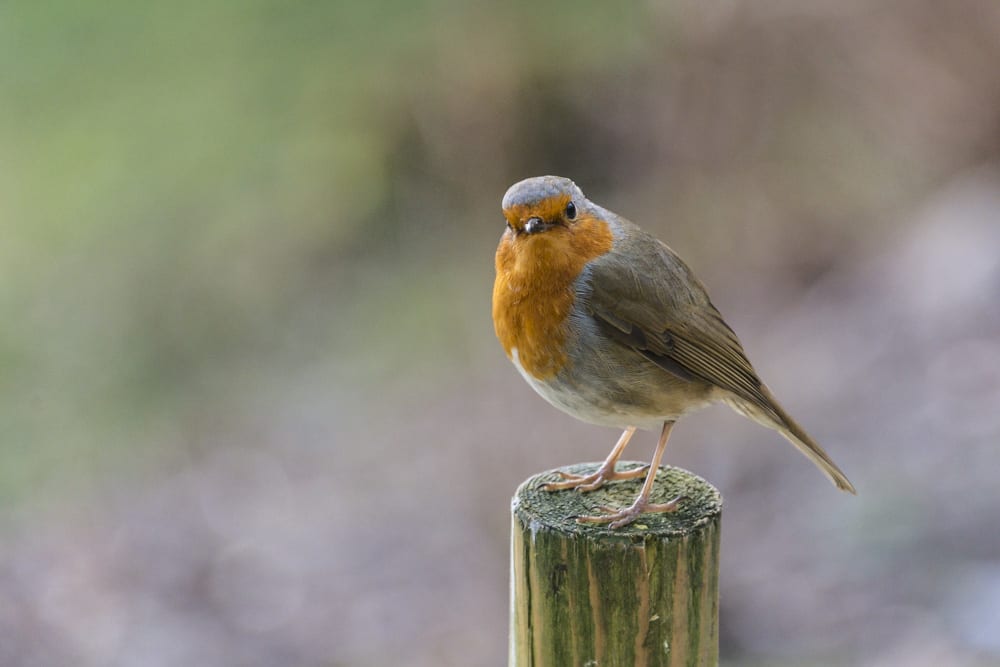 A robin sitting on a fence post