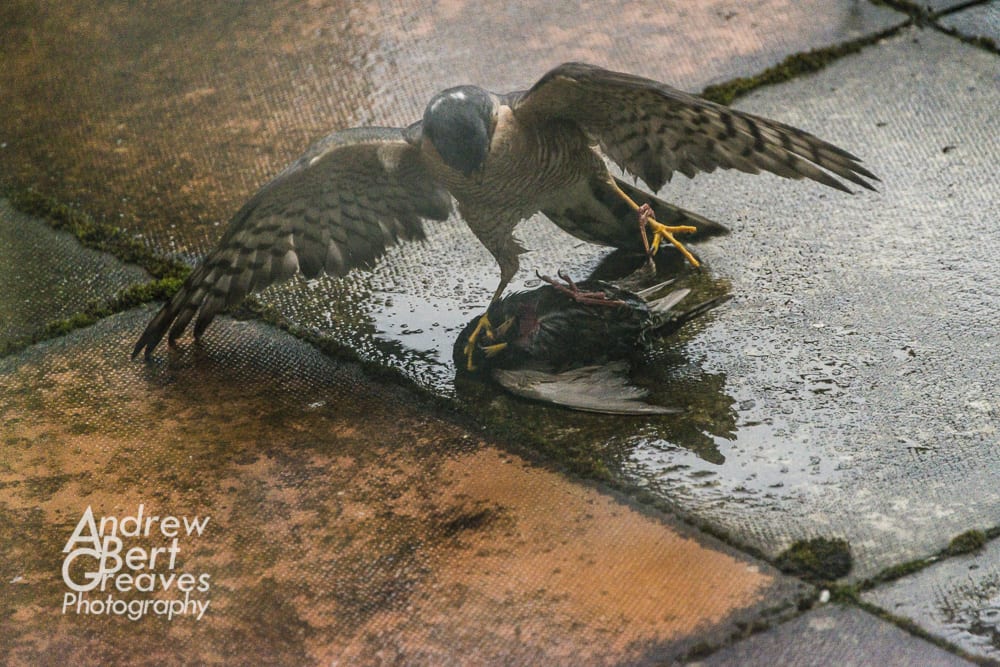 A sparrowhawk pinning down a starling