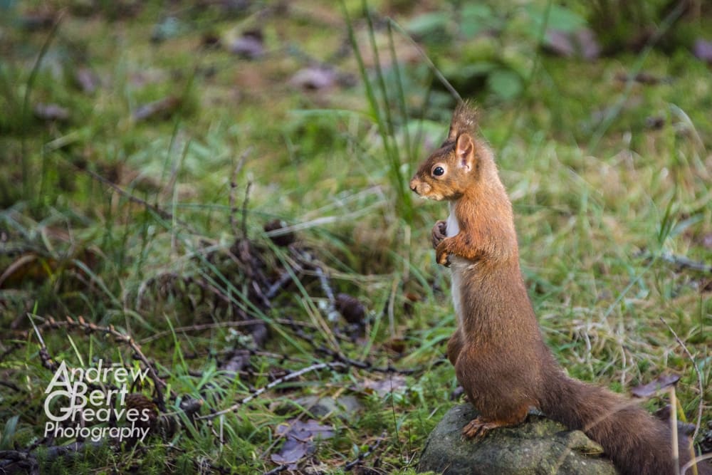 A red squirrel on its hind legs
