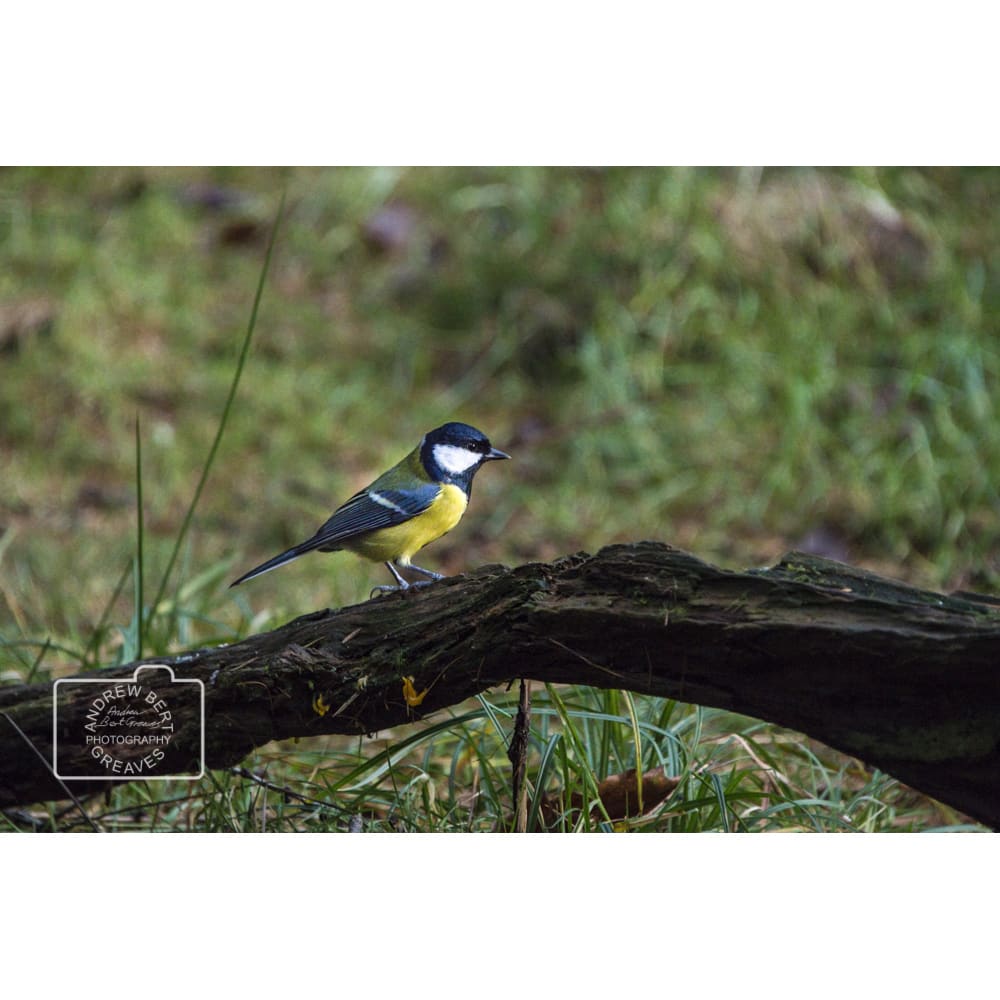 Looking up at pine trees in Queen Elizabeth Forest, Scotland