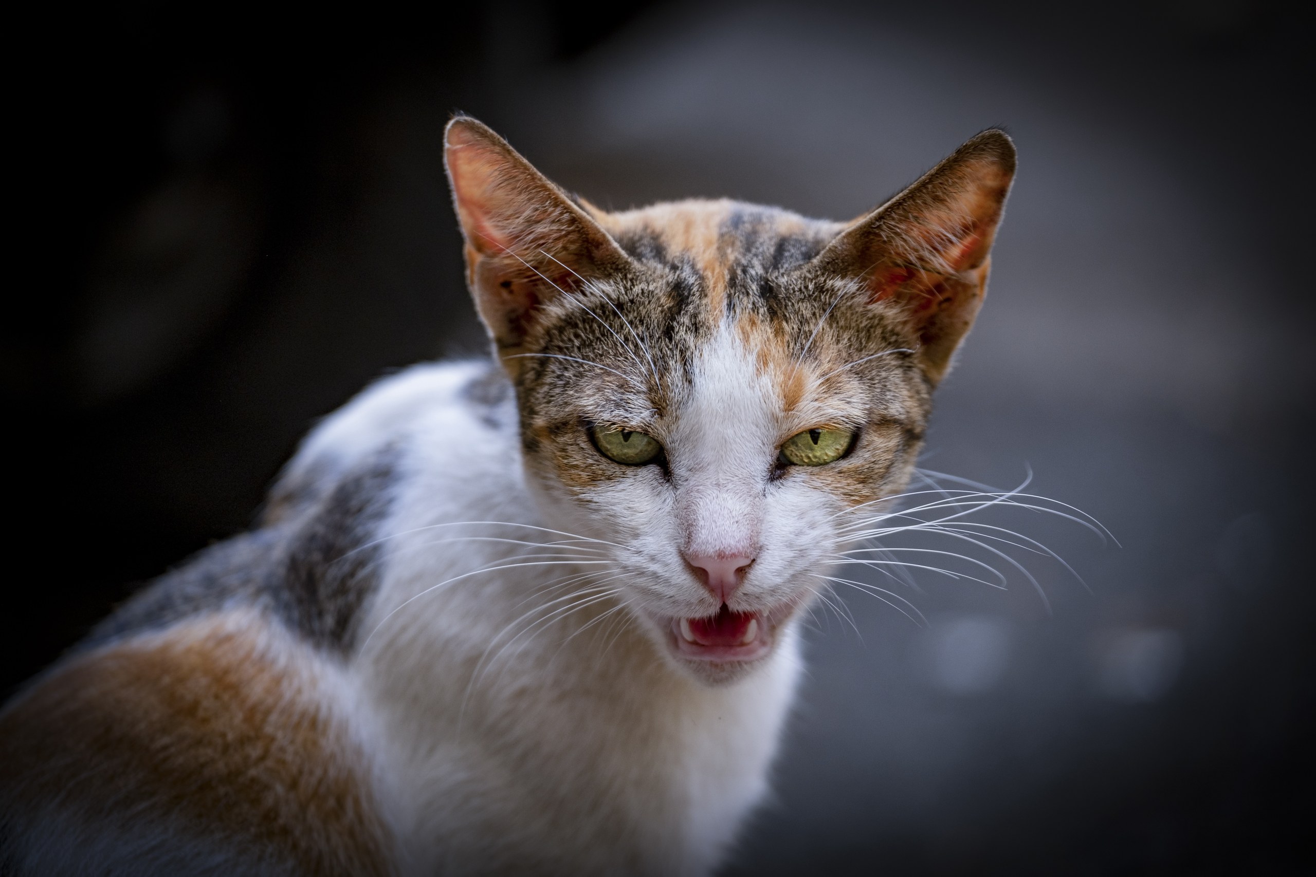 The Cat