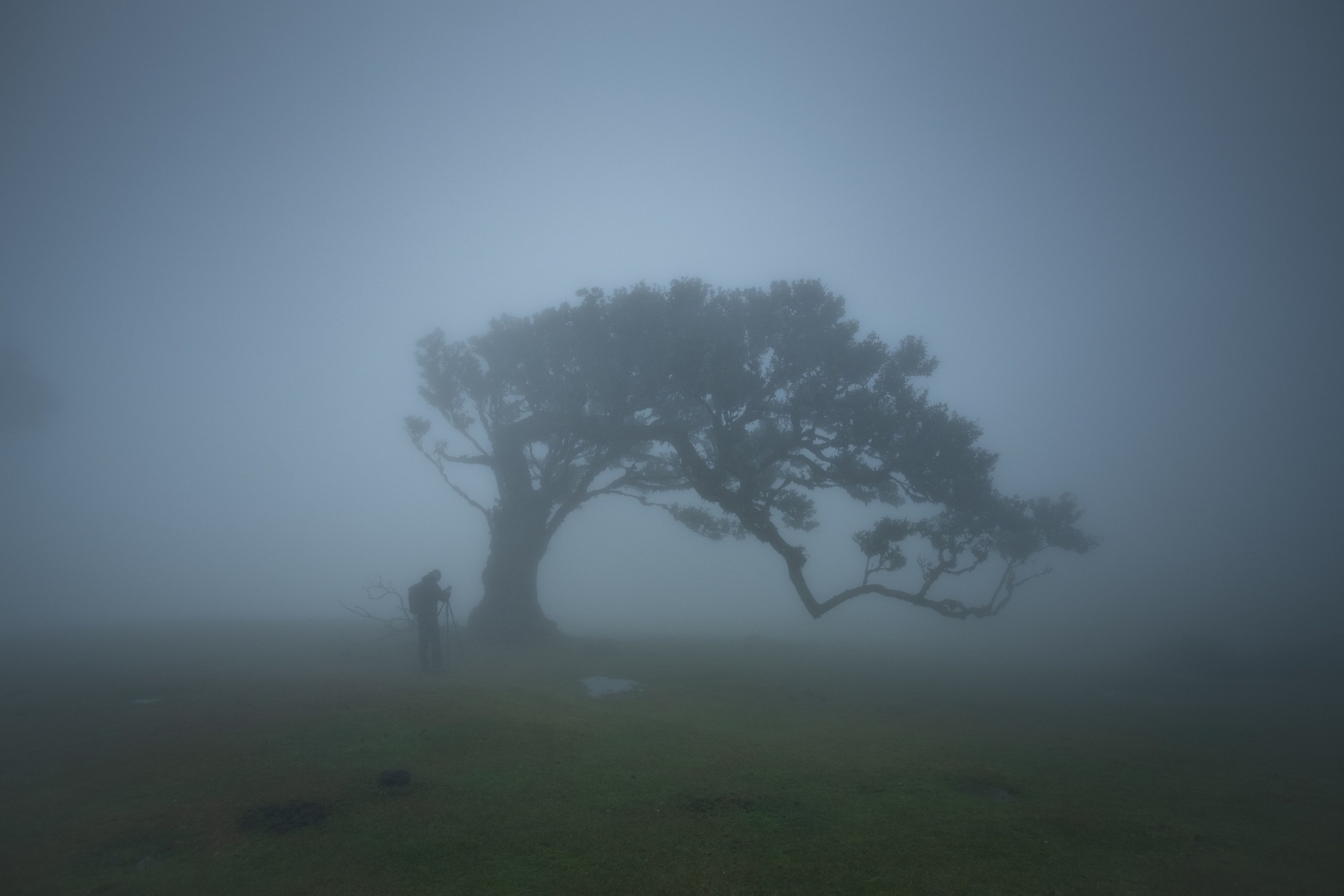 The tree