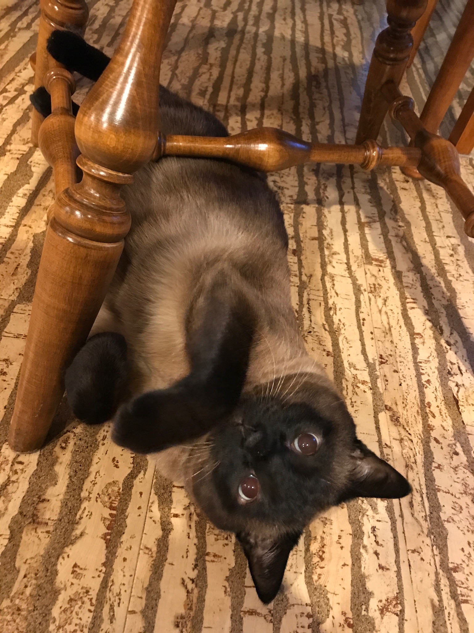 Kona and Coffee