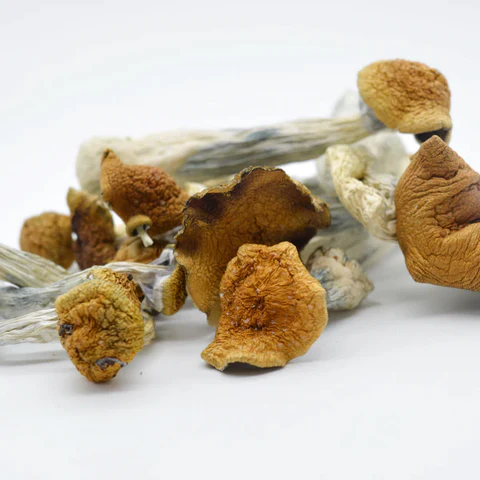 How to Safely and Legally Buy Dried Magic Mushrooms Online in Queensland