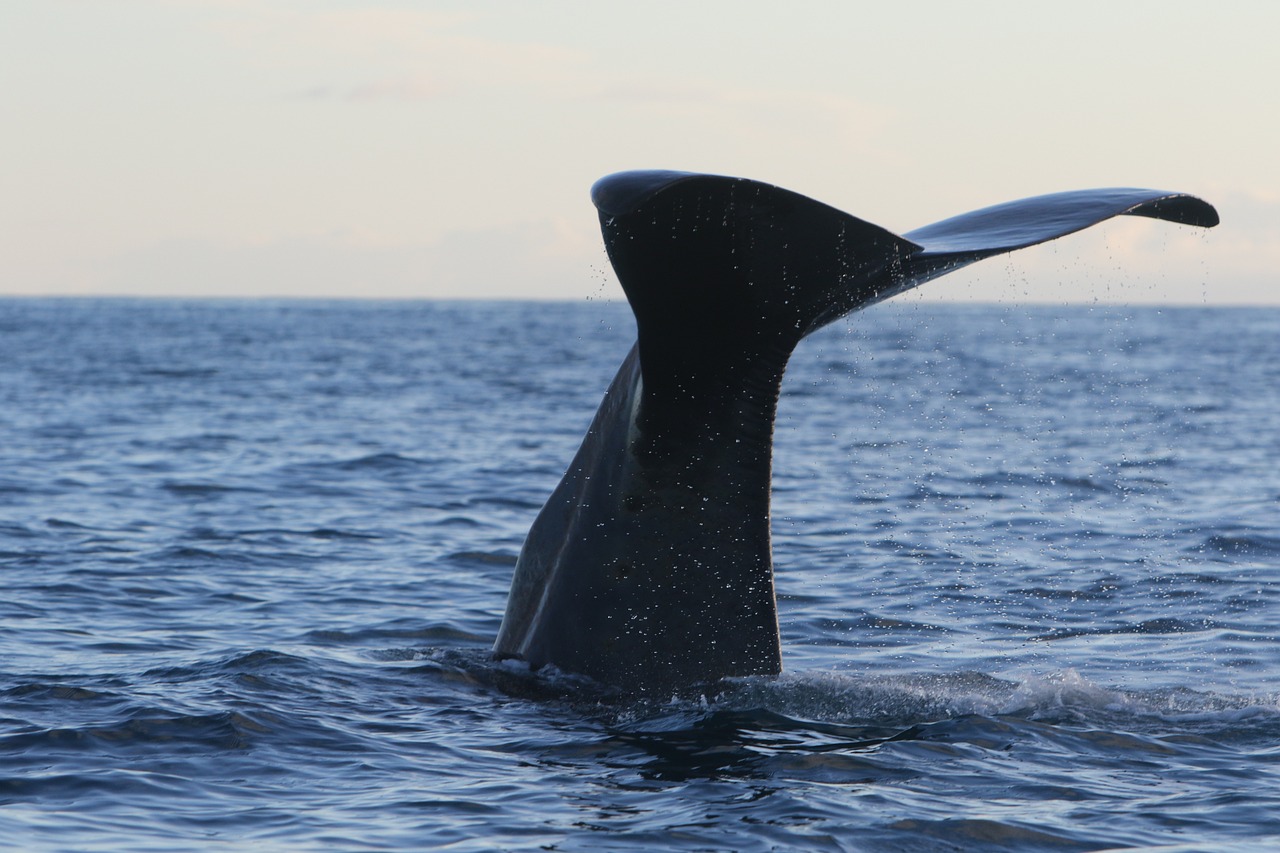 Researchers find the "phonetic alphabet" of sperm whales.