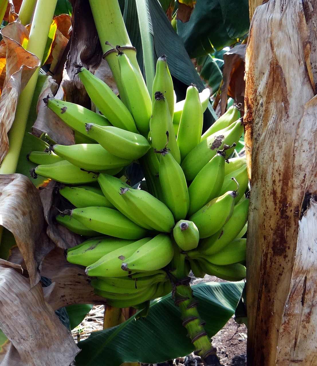 How a daily diet rich in plantains helps prevent cancer