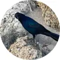 onehungryvegan @onehungryvegan profile image