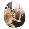piggy-egg @piggy-egg profile image