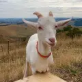 pattyvegan @pattyvegan profile image