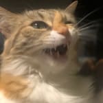 veganizandoando @veganizandoando profile image
