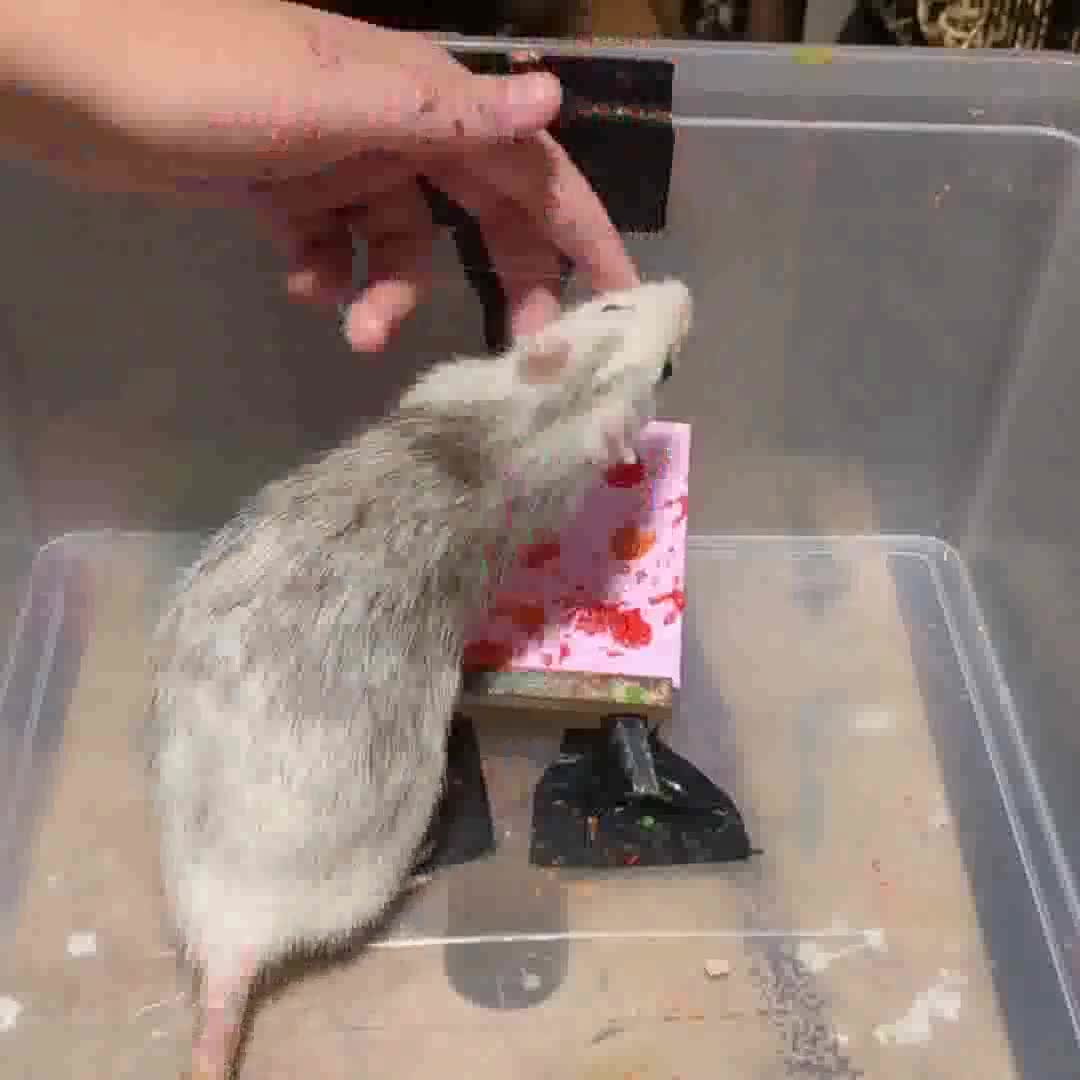 Post by fancyratrescue abillion