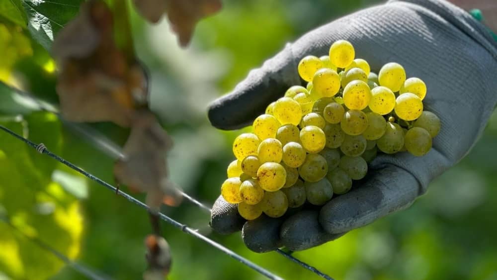 Abingworth Vineyard Abingworth Careers Image 2 - Image