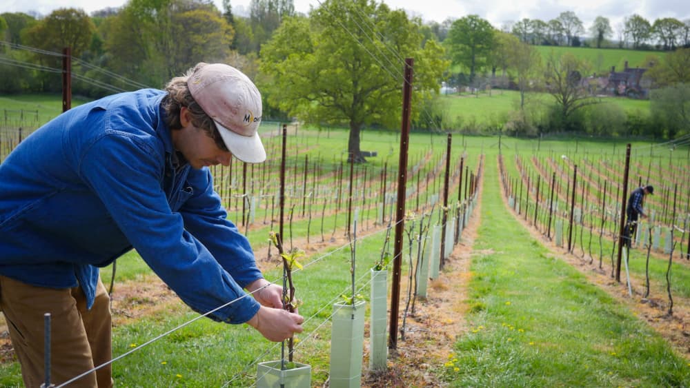 Abingworth Vineyard Abingworth Careers Image 12 - Image