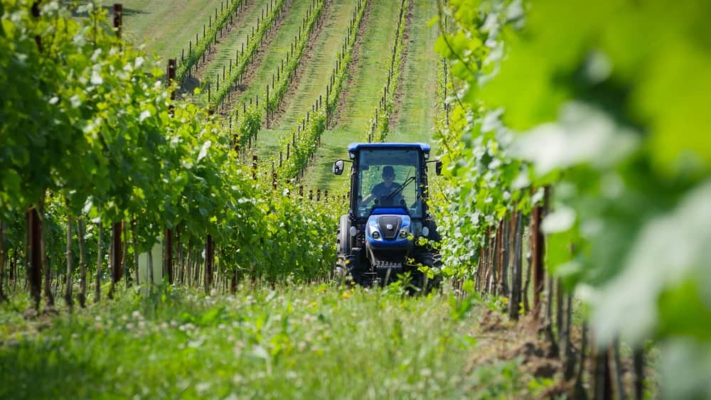 Abingworth Vineyard Abingworth Careers Image 5 - Image