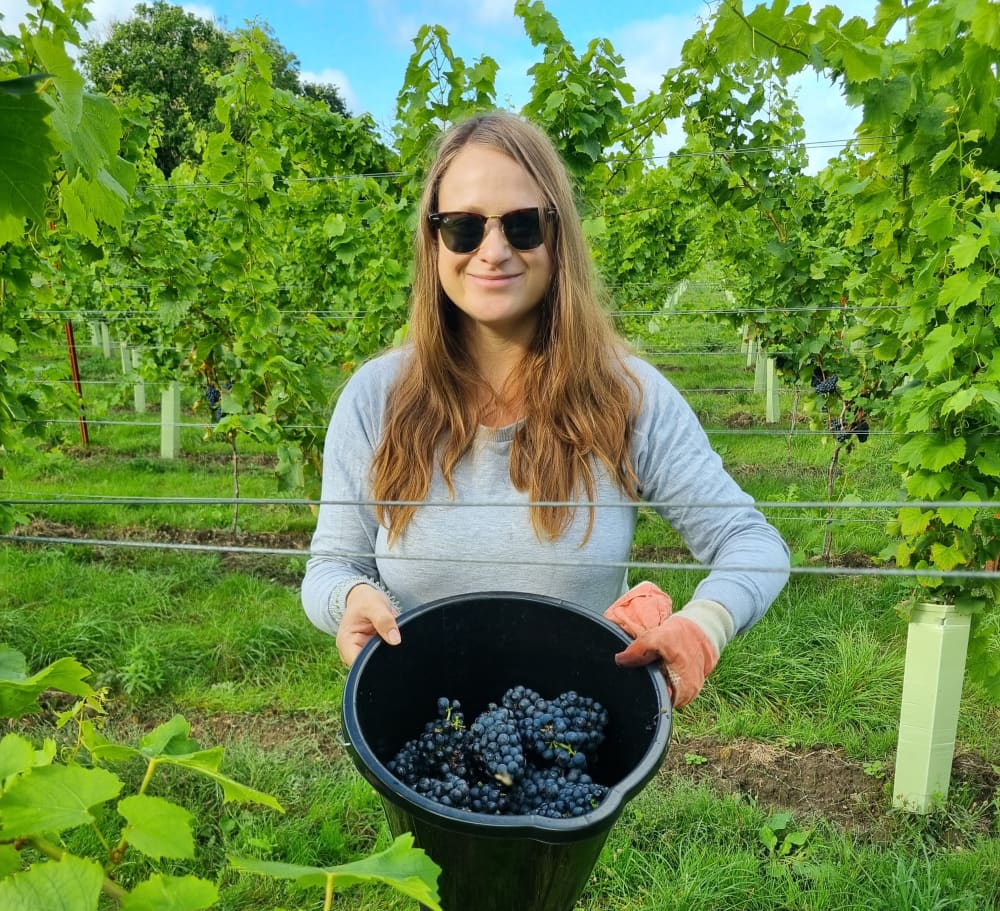 Abingworth Vineyard Abingworth Careers Image 9 - Image