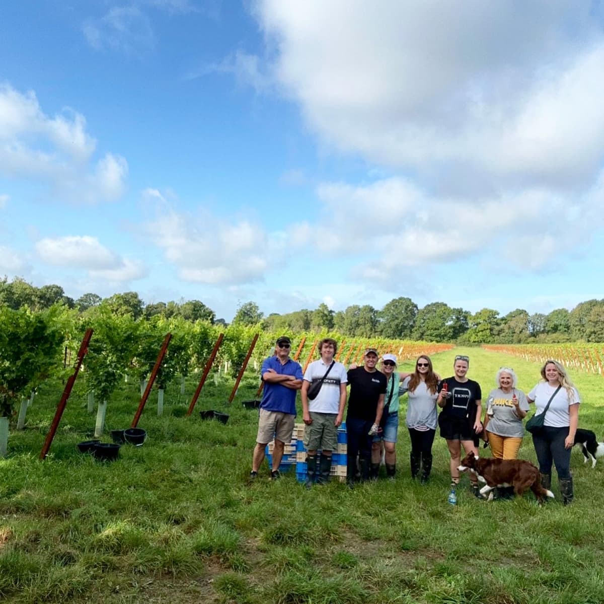 Abingworth Vineyard Blog Image - Blog Image 5