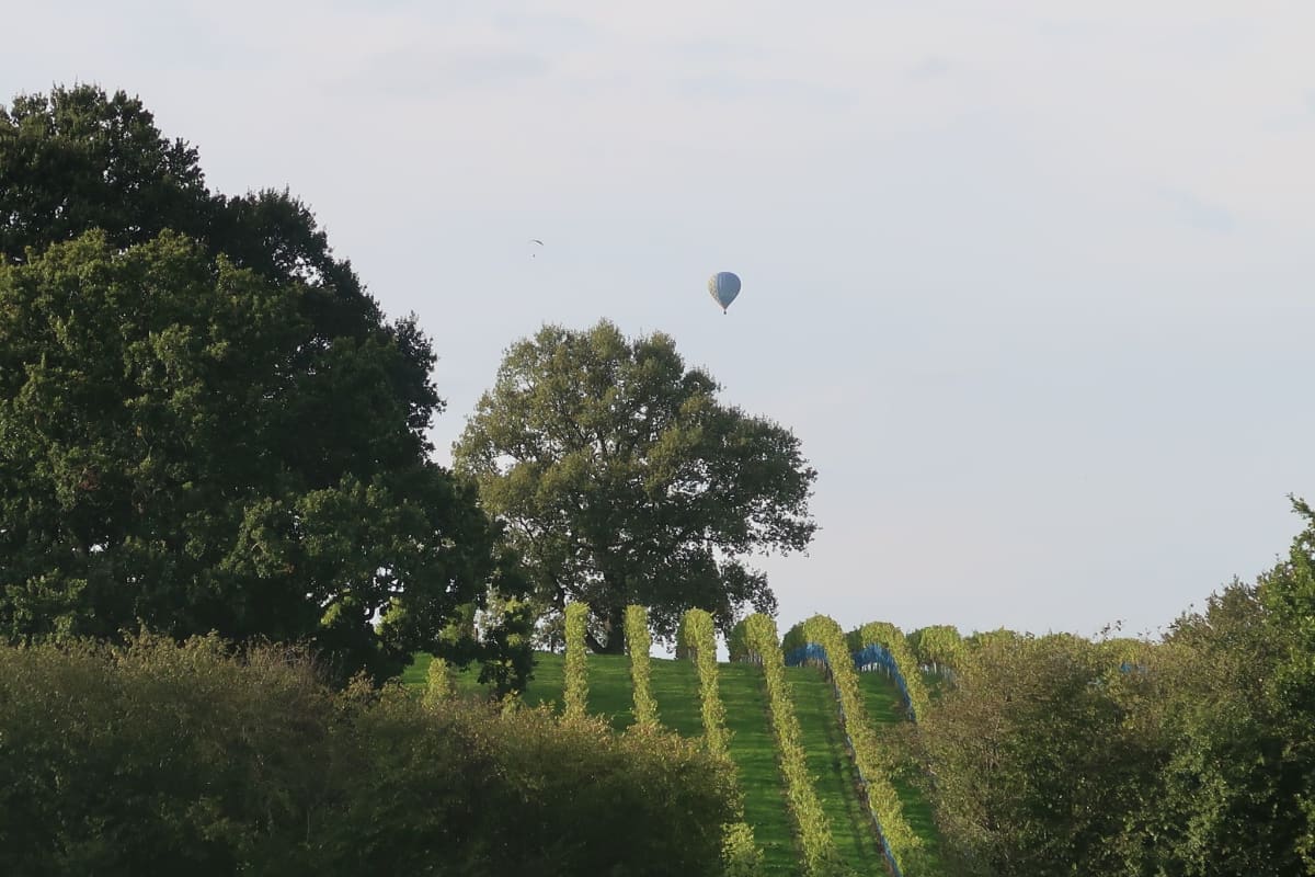 Abingworth Vineyard Blog Image - Blog Image 13